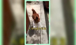 吃瓜群众纯属娱乐,纯属娱乐，揭秘娱乐圈幕后故事